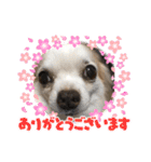 癒しのチワワスタンプ♡  勢揃い♪（個別スタンプ：7）