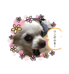 癒しのチワワスタンプ♡  勢揃い♪（個別スタンプ：14）
