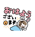ハチワレ猫チェロ君（個別スタンプ：3）