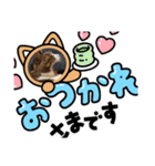 ハチワレ猫チェロ君（個別スタンプ：5）
