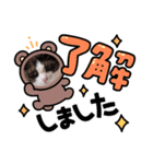 ハチワレ猫チェロ君（個別スタンプ：6）