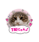 ハチワレ猫チェロ君（個別スタンプ：7）