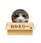 ハチワレ猫チェロ君（個別スタンプ：8）