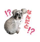 シュナのごんべえ（個別スタンプ：6）