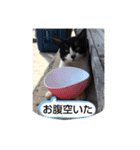 久高猫ギャラリ〜（個別スタンプ：1）