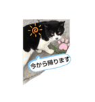 久高猫ギャラリ〜（個別スタンプ：5）