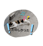 久高猫ギャラリ〜（個別スタンプ：14）