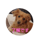 ポメックス『れあ』（個別スタンプ：3）