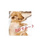 ポメックス『れあ』（個別スタンプ：6）
