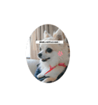 俺様犬のワイルドスタンプ（個別スタンプ：2）