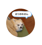 俺様犬のワイルドスタンプ（個別スタンプ：4）