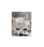 俺様犬のワイルドスタンプ（個別スタンプ：5）