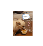 俺様犬のワイルドスタンプ（個別スタンプ：6）