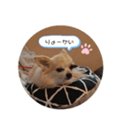 俺様犬のワイルドスタンプ（個別スタンプ：7）