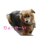 ごはん大好き（個別スタンプ：3）