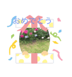 お花のスタンプだよ4（個別スタンプ：1）