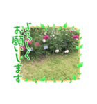 お花のスタンプだよ4（個別スタンプ：8）