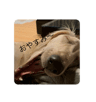 犬！！！！！（個別スタンプ：1）