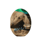 犬！！！！！（個別スタンプ：3）