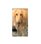 犬！！！！！（個別スタンプ：5）
