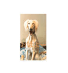犬！！！！！（個別スタンプ：6）