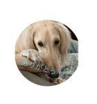 犬！！！！！（個別スタンプ：8）