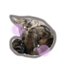 うちのねここ♡①（個別スタンプ：3）