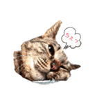 うちのねここ♡①（個別スタンプ：12）
