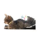 うちのねここ♡①（個別スタンプ：17）