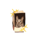 うちのねここ♡①（個別スタンプ：18）