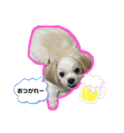 ワンコ系女子ハナちゃんのキモチ（個別スタンプ：7）