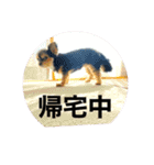 べちこスタンプ（個別スタンプ：8）