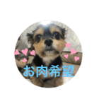 べちこスタンプ（個別スタンプ：13）