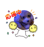 テディベアプードル（個別スタンプ：6）