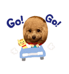 テディベアプードル（個別スタンプ：8）