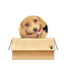 テディベアプードル（個別スタンプ：9）