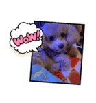 テディベアプードル（個別スタンプ：14）