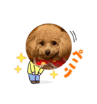 テディベアプードル（個別スタンプ：16）
