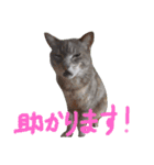 にゃんこにゃんこのスタンプ（個別スタンプ：2）