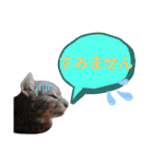 にゃんこにゃんこのスタンプ（個別スタンプ：5）