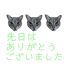 にゃんこにゃんこのスタンプ（個別スタンプ：11）
