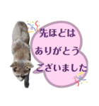 にゃんこにゃんこのスタンプ（個別スタンプ：12）