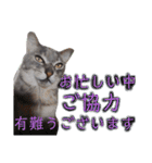 にゃんこにゃんこのスタンプ（個別スタンプ：13）