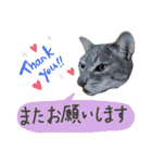 にゃんこにゃんこのスタンプ（個別スタンプ：14）