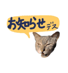 にゃんこにゃんこのスタンプ（個別スタンプ：16）
