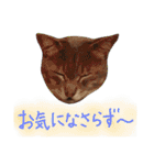 にゃんこにゃんこのスタンプ（個別スタンプ：17）
