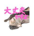 にゃんこにゃんこのスタンプ（個別スタンプ：18）
