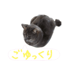 にゃんこにゃんこのスタンプ（個別スタンプ：21）