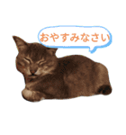 にゃんこにゃんこのスタンプ（個別スタンプ：24）