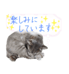 にゃんこにゃんこのスタンプ（個別スタンプ：26）